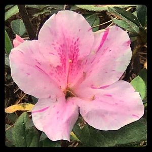 Meet your Posher, Jasmine